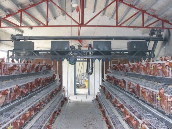 養雞場自動給料機